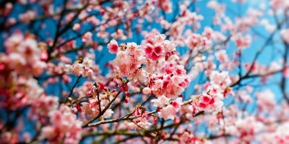printemps-cerisier1