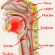 pharynx-larynx