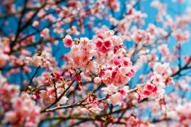 printemps-cerisier1